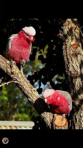 Male & Female Galah Watching the World Go By