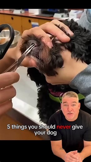 Diego Pet Wisdom🇺🇸🐶 on Instagram: "Make sure to FOLLOW and SHARE this with EVERY dog owner you know! 🥰🐾 Also, I linked the EXACT collagen I recommend in my bio. If you still CAN’T find it - comment “PRODUCT” and if you’re following me, I’ll personally DM you with the LINK! 🔗💌 #dog #dogs #dogowner #pet #pets #petowner #veterinarian #vet #petcare #vetcare #viral #warning #food #consuming #health #secret #america #usa"