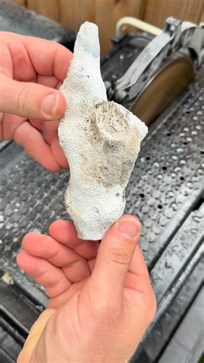 One of the more unusual agatized coral geodes we’ve cut open. Instead of black agate, this one has clear quartz with a pocket of tiny, uniform botryoidal formations in a striking sky-blue color. Had such a fun time diving with @taylors_rocksmithery here in #florida more from our adventures to come so stay tuned. #geology #rocks #agate #rockhound | Dig Dive Discover