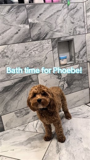 This girl was due for a bath! Lincoln is next! #bathtime #cockapoo #dogsoftiktok