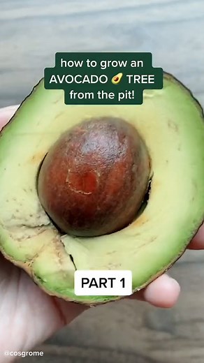 How to grow an avocado tree! 🥑 Special thanks to: https://www.instagram.com/cosgrome/ https://www.tiktok.com/@cosgrome | Tasty Vegetarian