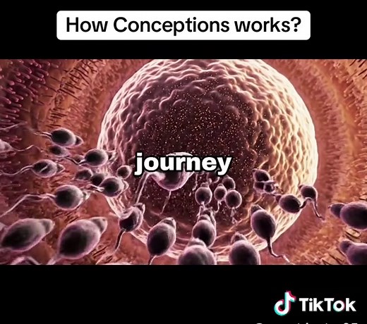 Understanding How Conception Works
