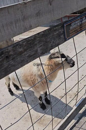 16 reactions | Goats at the petting zoo #araratzoo #zoo #goats #kambing #wildlife #wildanimals #animals #animallover #animals #wildanimals #wildlife #animallovers #adsonreels #wildlifelover #naturelover #fbreels #reelsviral #reels #naturelover #viralanimals #godscreations #godscreationsarebeautiful | Vie Perez | Facebook