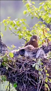 Baby eagle swallow a baby bird, the Law of the jungle. #asmr #birds #nature #feeding #sound #food #dandruff #fyp #sparrow #headmassage #instagram #nature #wild #attack #english #español #atacando #naturaleza #pajaros #aguilas #halcon #cazando #wilkesbarre #scranton #unitedstates | ASMR and Mother Nature