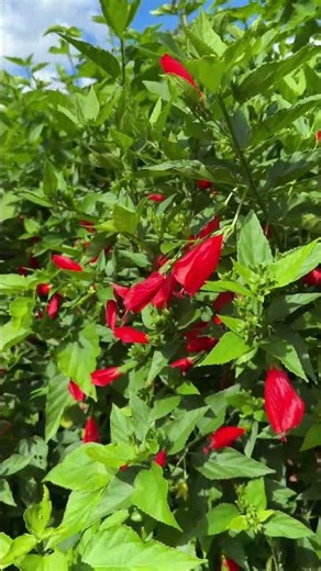 Tulipán de monte para la tos seca y garganta irritada