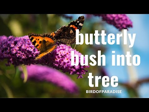 How to Turn a Butterfly Bush into a Tree (Buddleia) | IN LESS THAN 4 MINUTES!| BirdofParadise