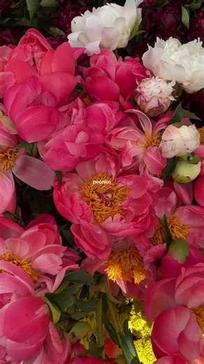#peonies #flowers #peony #creatorsearchinsights | peonies flowers