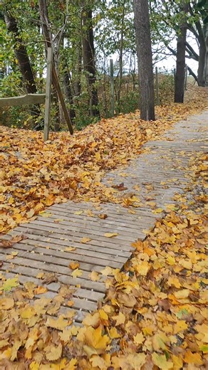 10K views · 142 reactions | Jesień nad polskim morzem  #PolishBeaches  #Grzybowo | Beata Galezyka Photography | Facebook