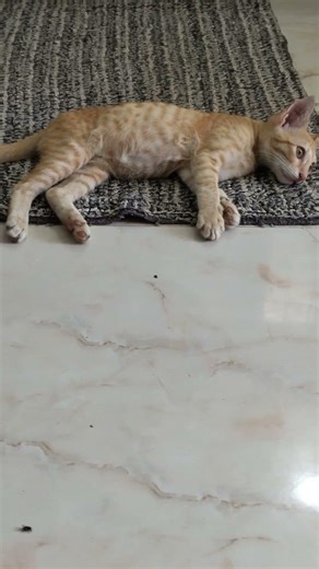 Cute kittens #kittenlove #kittenshorts