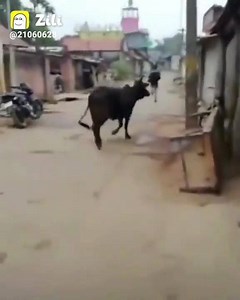 5.2M views · 1.1K shares | I AM TRYING NOT TO LAUGH藍藍 FUNNY VIDEOS ALL IN Zili藍藍 | Zili-Funny videos | Facebook