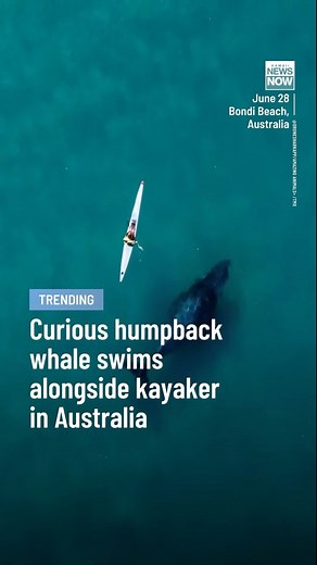 Wow! Check out this incredible drone footage of a curious humpback whale swimming alongside a kayaker off Bondi Beach in Australia. | Hawaii News Now