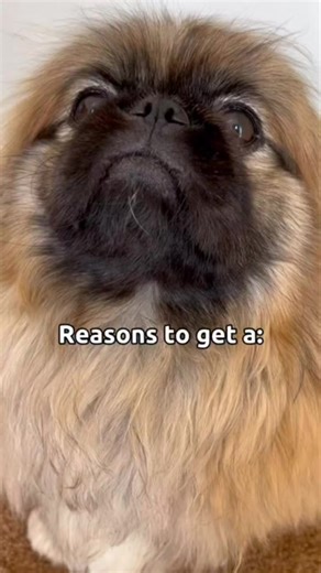 Pekingese | Pekingese Lovers