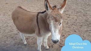 16K views · 1.3K reactions | Cisco is a miniature donkey with a BIG personality. Take some time out to watch our 'donkeycam' footage. Maybe there's a little firecracker in your family who would love this donkey friend for Christmas? Buy them an adoption pack today and help us care for Cisco and his friends. Click >> www.thedonkeysanctuary.org.uk/adopt/cisco | The Donkey Sanctuary | Facebook