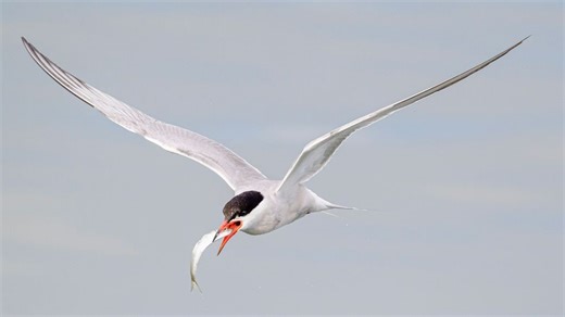 Only a couple more weeks left to watch Maine's precision diver: The common tern