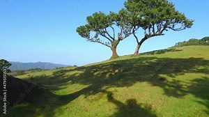 Fanal forest on Madeira island, lush green sunny laurel tree forest, grassy green hills with old endemic trees, unesco world heritage site,