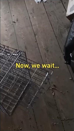 Setting Up The Harbor Freight Live Trap!