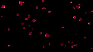 Download Rose petals falling loop animation background video for valentine day, wedding, anniversary, romantic decoration ideas for free