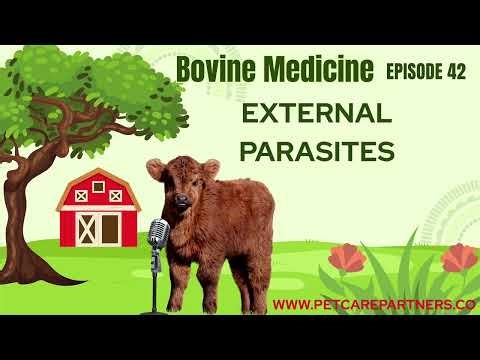 EP 42: External Parasites in Cattle | Identification, Treatment & Prevention Explained