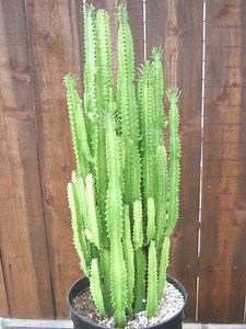 Euphorbia trigona - Alchetron, The Free Social Encyclopedia