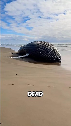 Why do whales explode like bombs? #facts #animals #wildlife