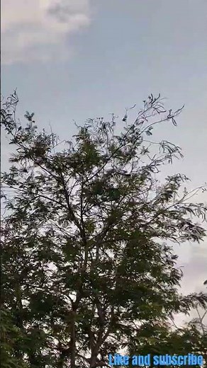 Cuckoo Bird Call in Peaceful Nature | Relaxing Bird Sounds #shortsCuckoo Bird Singing in the Wild