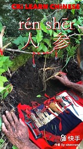 8.4K views · 128 reactions | Ginseng has long been used in traditional Chinese medicine, and this is how to harvest it. 人参【rén shēn】ginseng | Learn Chinese | Facebook