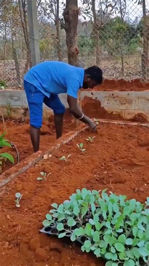 🌿 Transforming a simple farmhouse into a green paradise! 🌾✨