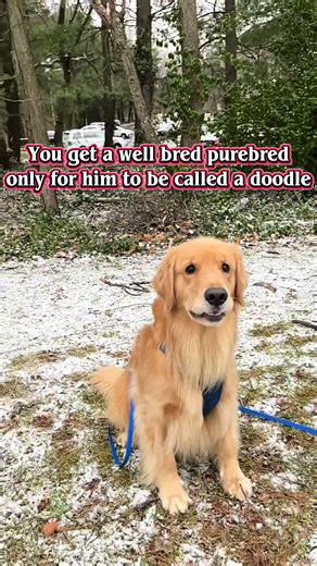 #goldenretriever #goldenretrieverlife #servicedog #servicedoglife