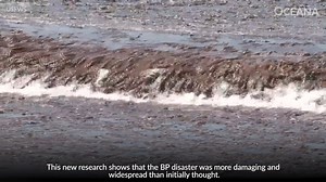 14K views · 444 reactions | Today marks 10 years since the BP #DeepwaterHorizon disaster. This devastating explosion killed 11 people and tens of thousands of birds, sea turtles, dolphins and fish. For 87 days, oil spewed into the Gulf, and now new research shows the disaster was even worse than previously reported. Use your voice today to #ProtectOurCoast from future oil spilling and drilling: https://bit.ly/2XHcJ04 | Oceana | Facebook