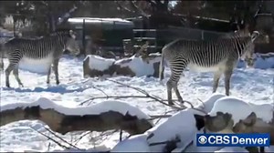 22K views · 1K reactions | The new baby zebra at the Denver Zoo...