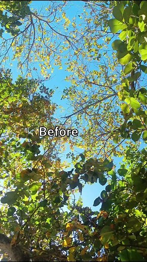 Lightroom pt2#preset #lightroompreset #lightroom #edit #nature | lightroom