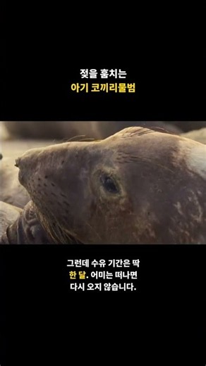 젖을 훔치는 아기 코끼리물범 🦭 #Shorts
