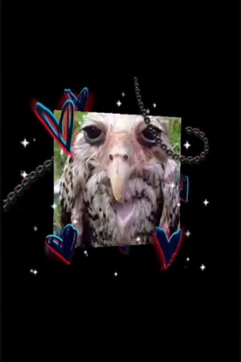 oiseau qui est mouillé monodoight de pied lama bleu edit #memes