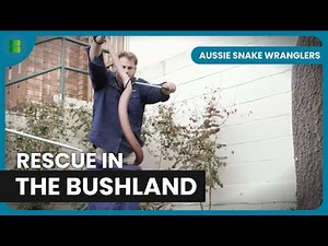 Sunshine Coast Snake Removal Mission | Aussie Snake Wranglers
