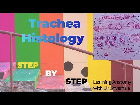 Histology of Trachea. Step by step drawing with description