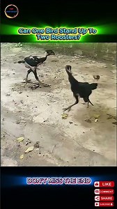 Bird vs 2 Roosters: What Happens Next? #trending #animals #wildlife #youtubeshorts #bird #roosters