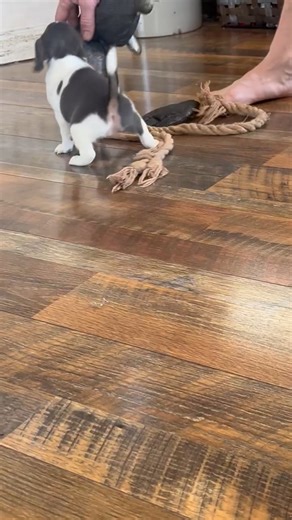 Beagle puppy for sale