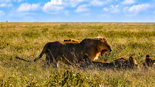 Leoni in natura tra dominio e forza pura