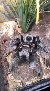 😀 therapy dupe 😀 | Tarantula Kat