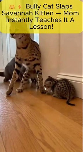 😾⚡ Bully Cat Slaps Savannah Kitten — Mom Instantly Teaches It A Lesson! #catfight #catmom #pets