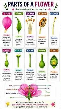 Parts of a Flower Explained