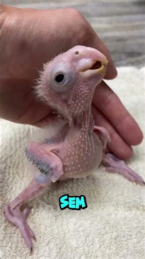 5 ANIMAIS que você não DEVERIA ver sem pelos 😂 #animais #bichos #curiosidade