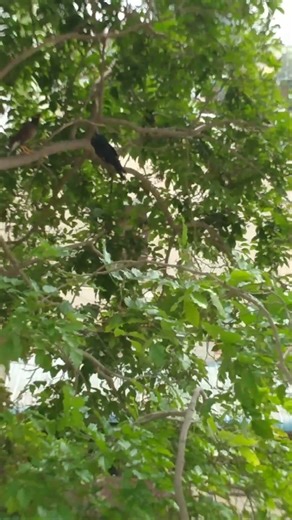 Seeing Myna bird brings Good fortune .Name myna comes from Sanskrit word means delightful or joyful