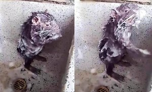 Watch: The 'shower rat' that's mesmerizing the internet [video]