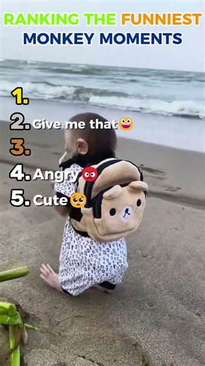 Ranking The Funniest Monkey Moments😂 #shorts #ranking