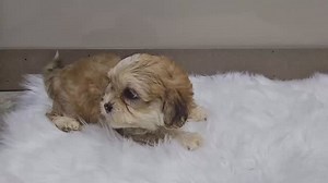 ✨ A Day in the Life of Julia the Shih-Poo!  Meet Julia, our sweet...