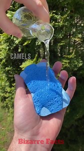 5.4K views · 163 reactions | Animal facts that will disturb you. Weird Facts | Random Facts | #animalfacts #weirdfacts #bizarrefacts #interestingfacts #creepyfacts #scaryfacts #LearnOnTikTok #terrifyingfacts #Facts #creepy #scary #DidYouKnow #factsyoudidntknow | Bizarre Facts | Facebook