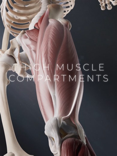 Thigh Muscle Anatomy: The Three Main Muscle Groups