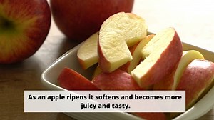 16 reactions | Kashmir produces approximately 80% of Indias Apple. Apple from Kashmir are exported to all states of India & to many countries across the world. #ApplePicking #Orchard #Apple #FruitTrees #AppleTree #Organic #KasnmiriApple #Kashmir | Kashmir Horticulture | Facebook