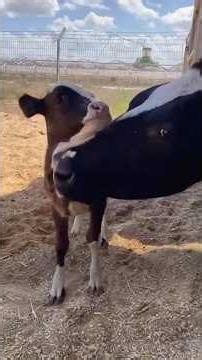 Rescue calf finds her new mom #shorts